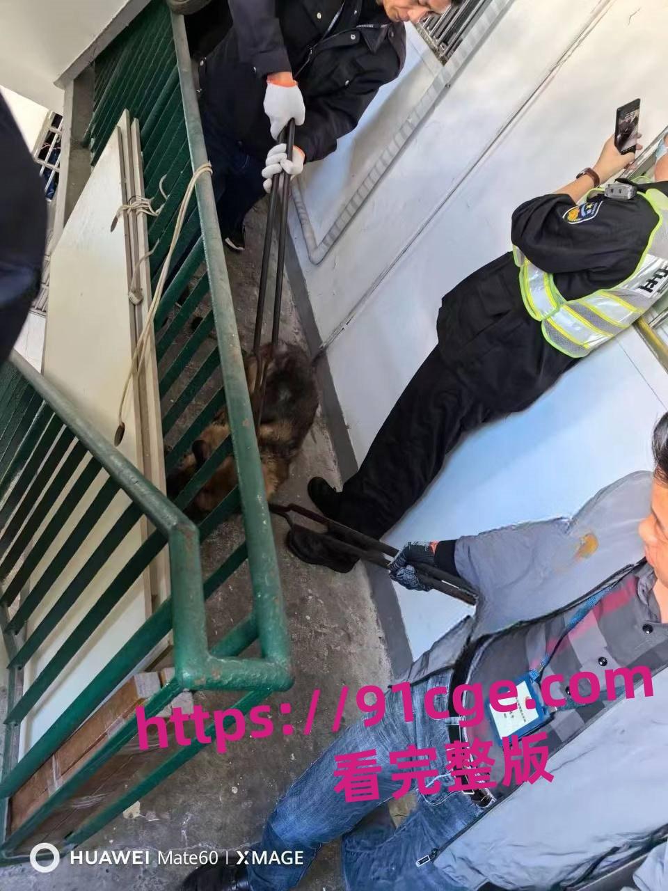 上海抓狗行动特警撬锁 只为抓捕16岁退瘫痪役警犬！