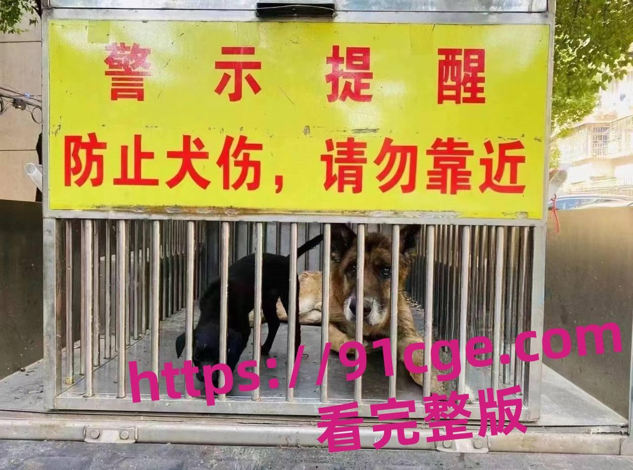 上海抓狗行动特警撬锁 只为抓捕16岁退瘫痪役警犬！