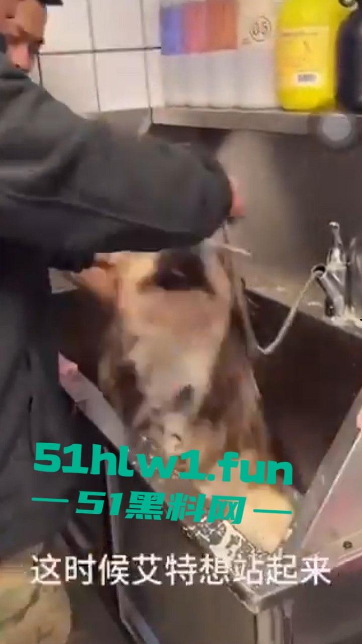 网红狗艾特疑遭训狗师【潘宏】虐待致死,女明星陈乔恩蹭热点带节奏被网友骂上热搜。-6